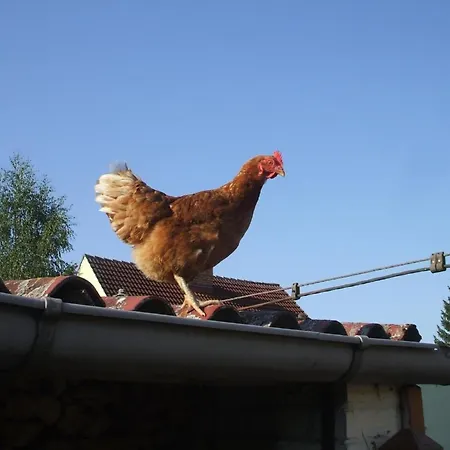 Oderhaeuschen By Interhome Letschin