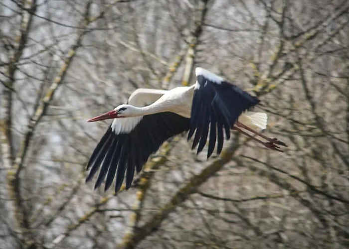 بيت للعطل Oderhaeuschen By Interhome