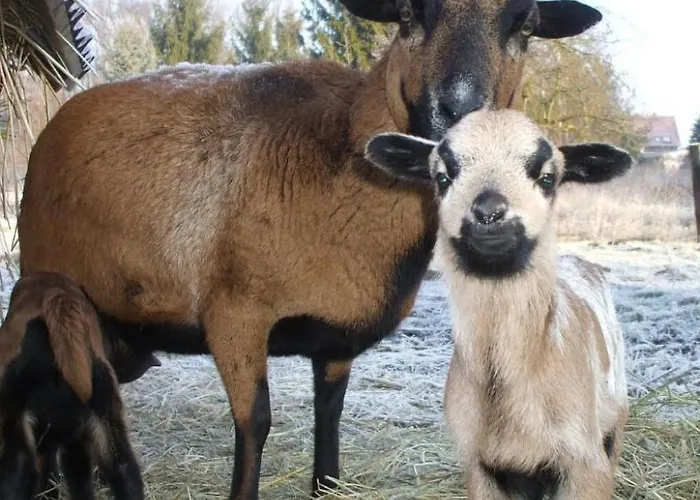 Oderhaeuschen By Interhome بيت للعطل *