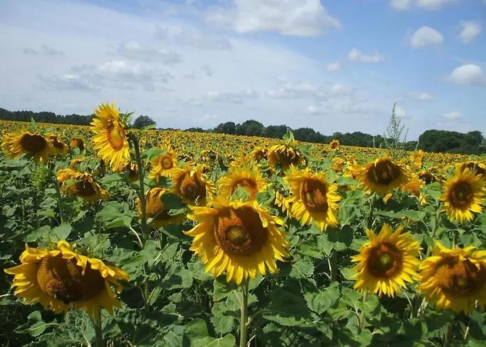 Holiday home Oderhaeuschen By Interhome Letschin