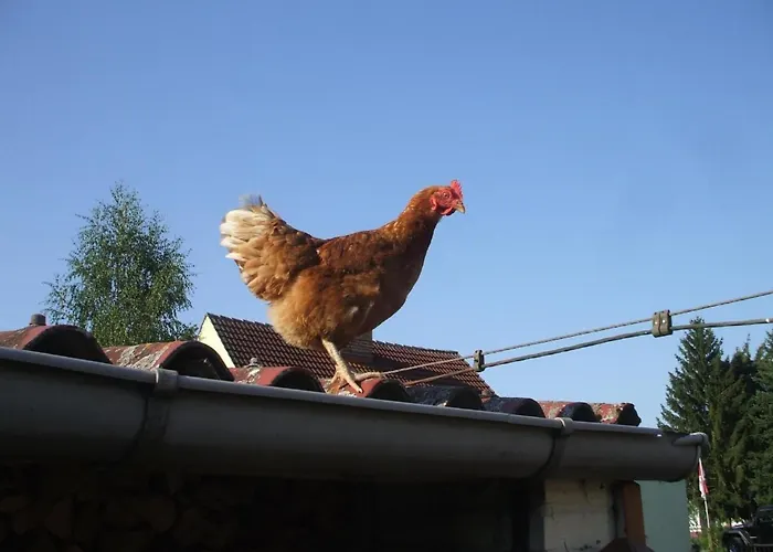 Oderhaeuschen By Interhome Letschin