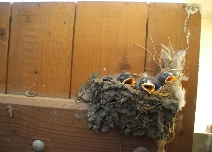 Oderhaeuschen By Interhome Holiday home